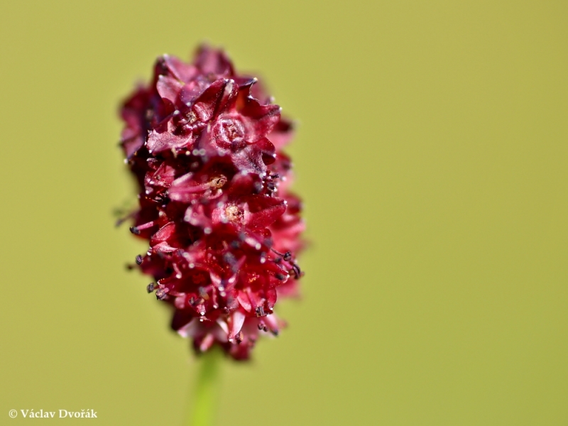 Sanguisorba Officinalis Krvavec Toten Rosaceae R ovit Natura 